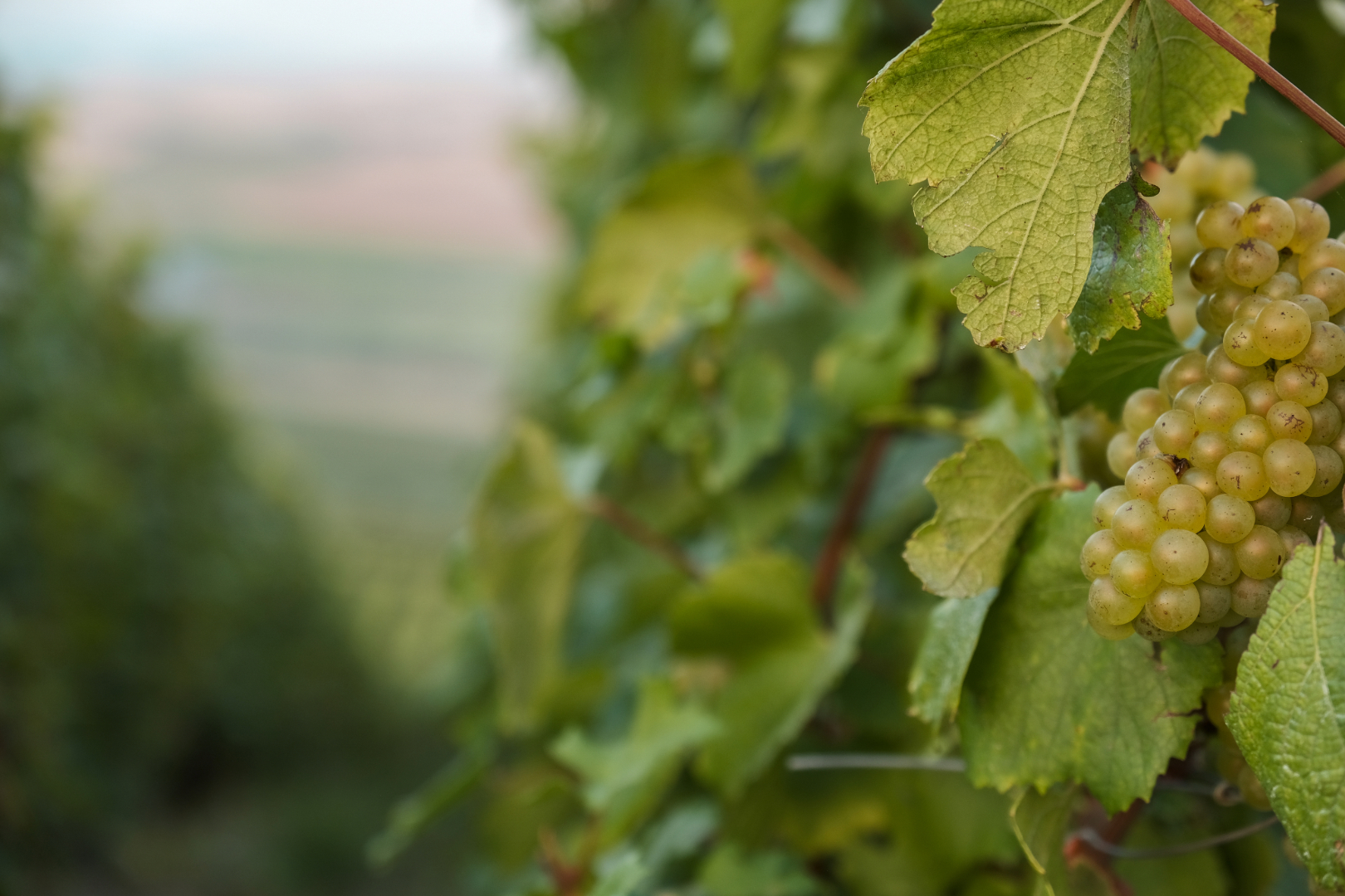 Grappe de chardonnay