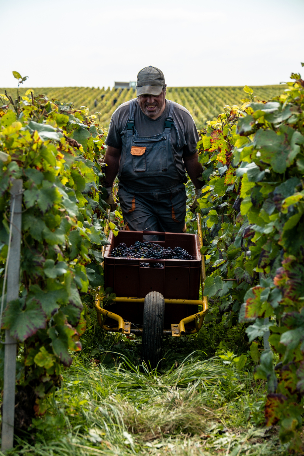 L'élaboration du Champagne